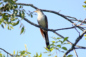 Yellow-billed Cuckoo